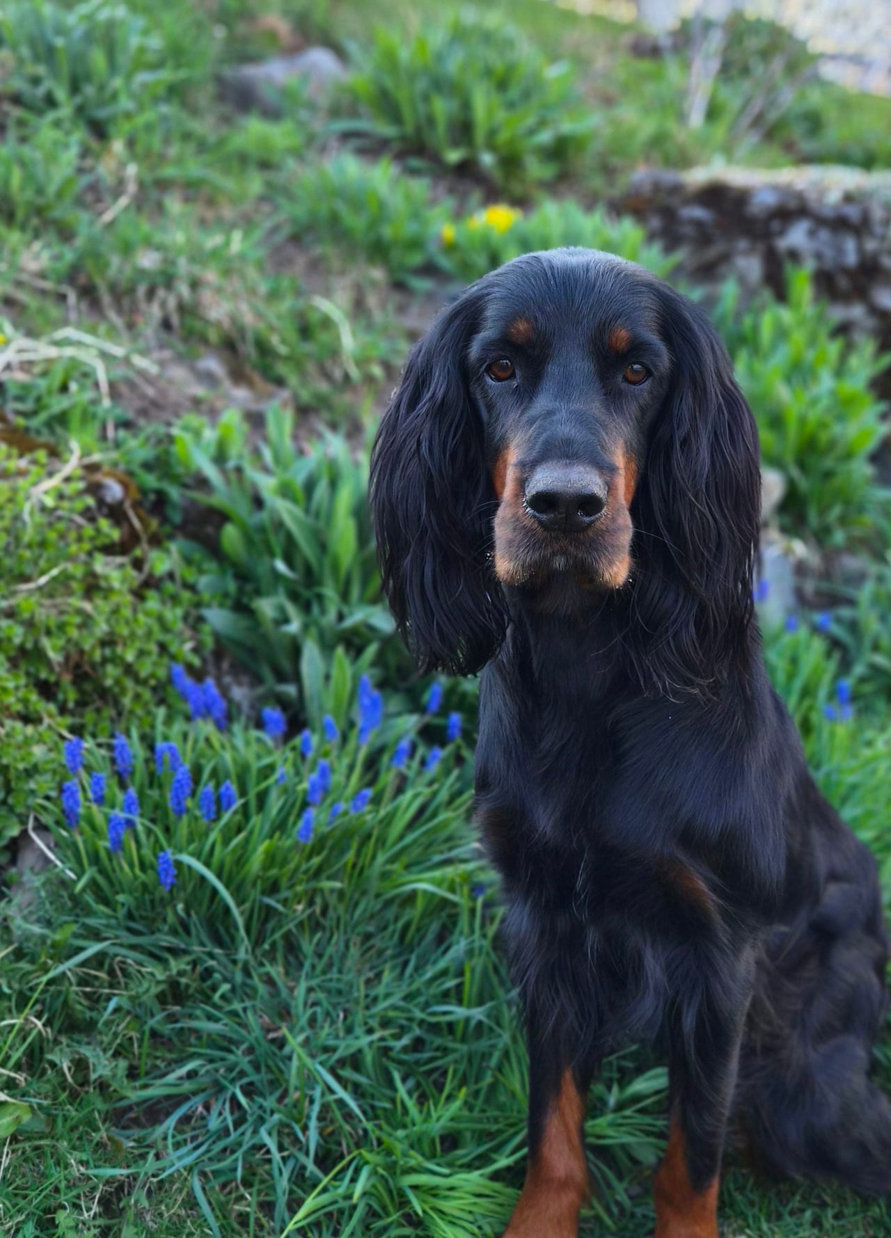 Gordon setter