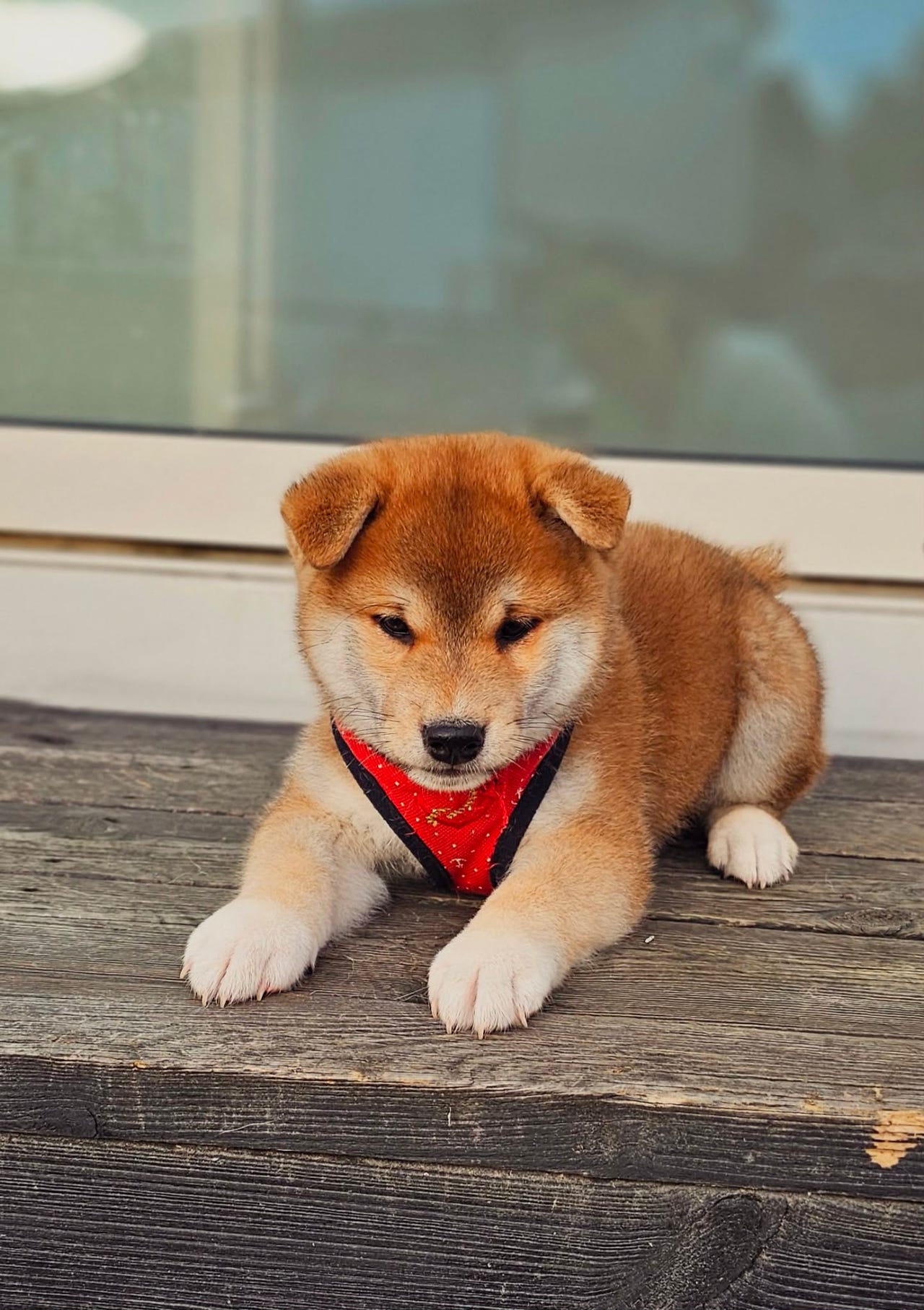 Shiba
