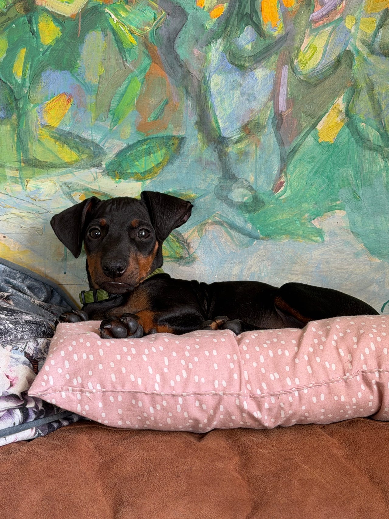 Manchester terrier