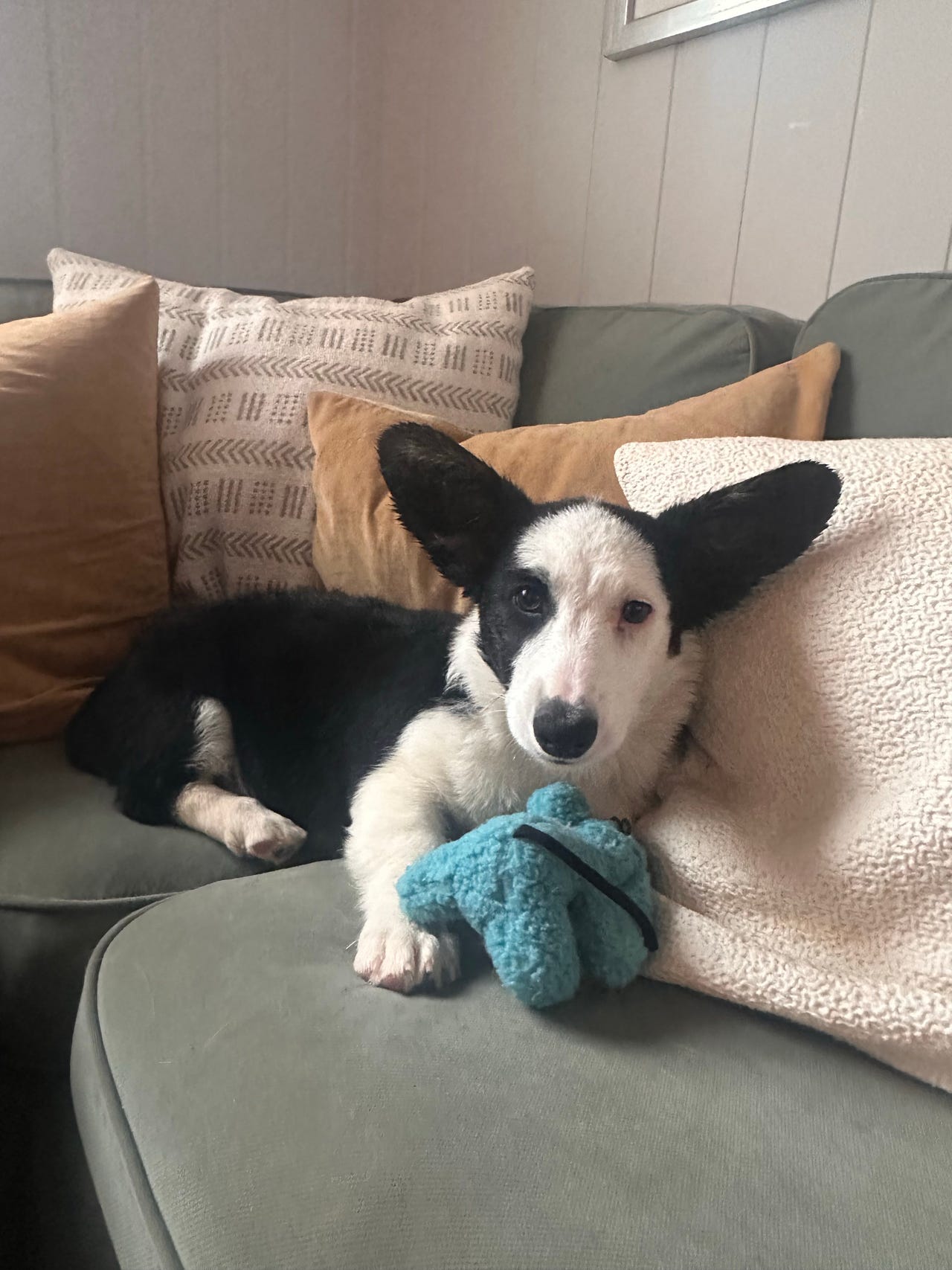 Welsh corgi cardigan