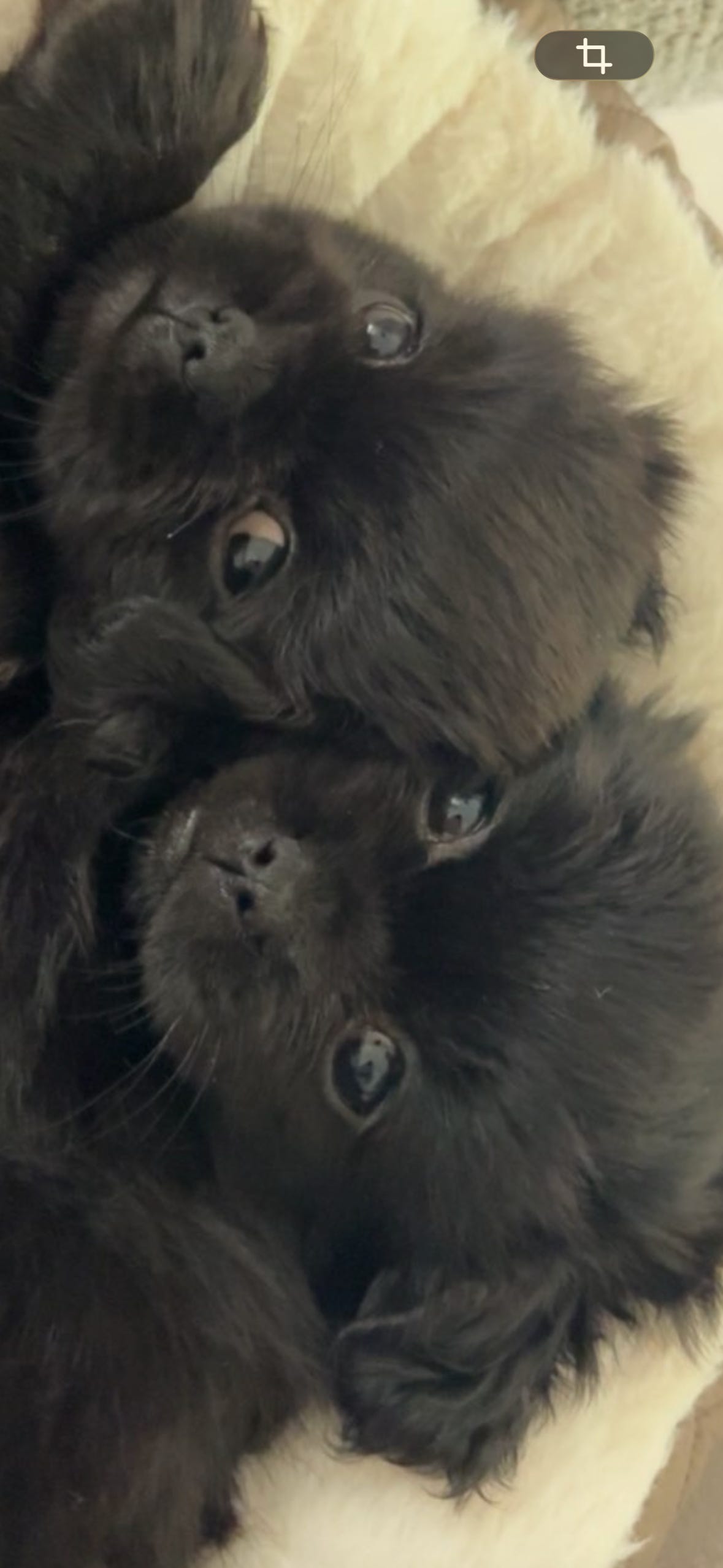 Tibetansk spaniel
