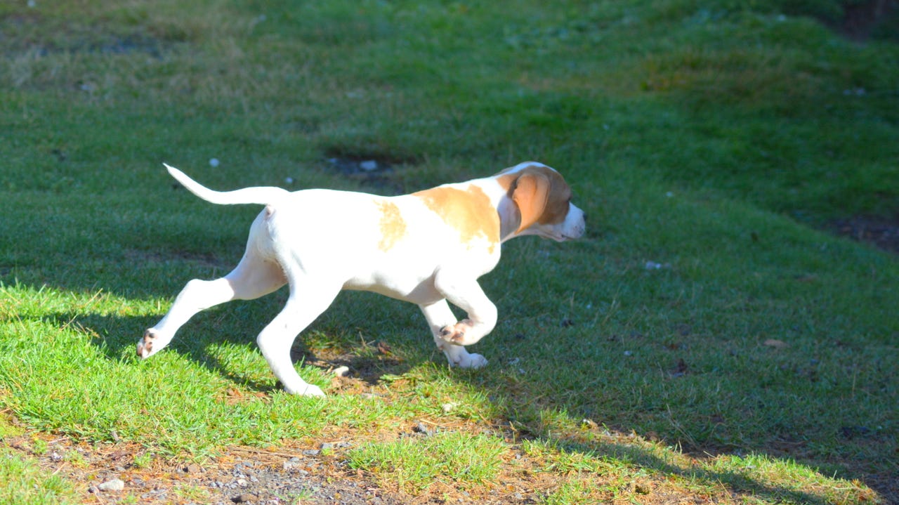 Pointer