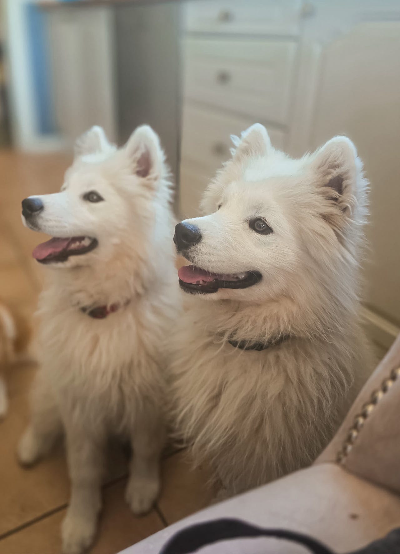 Samojedhund