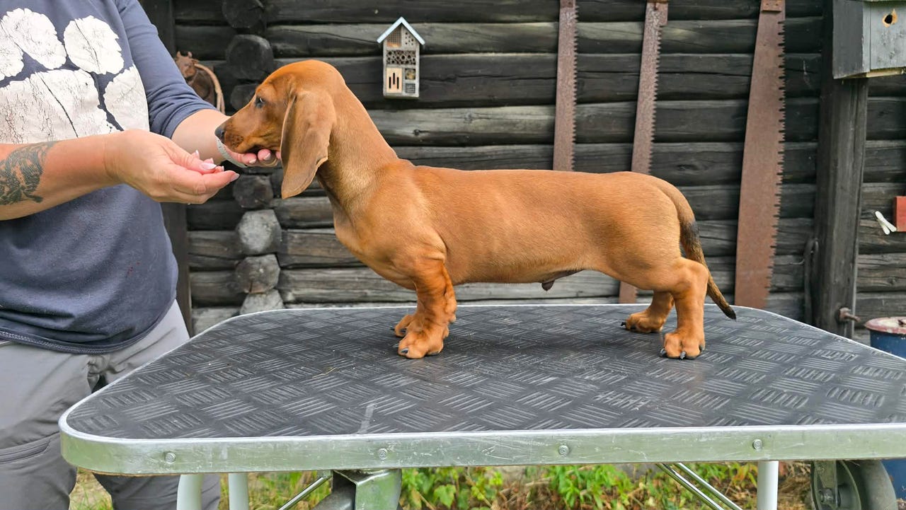 Dachshund korthåret