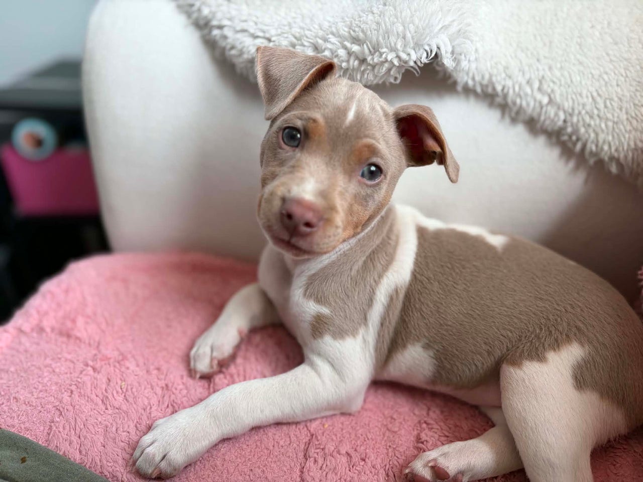 Terrier brasileiro