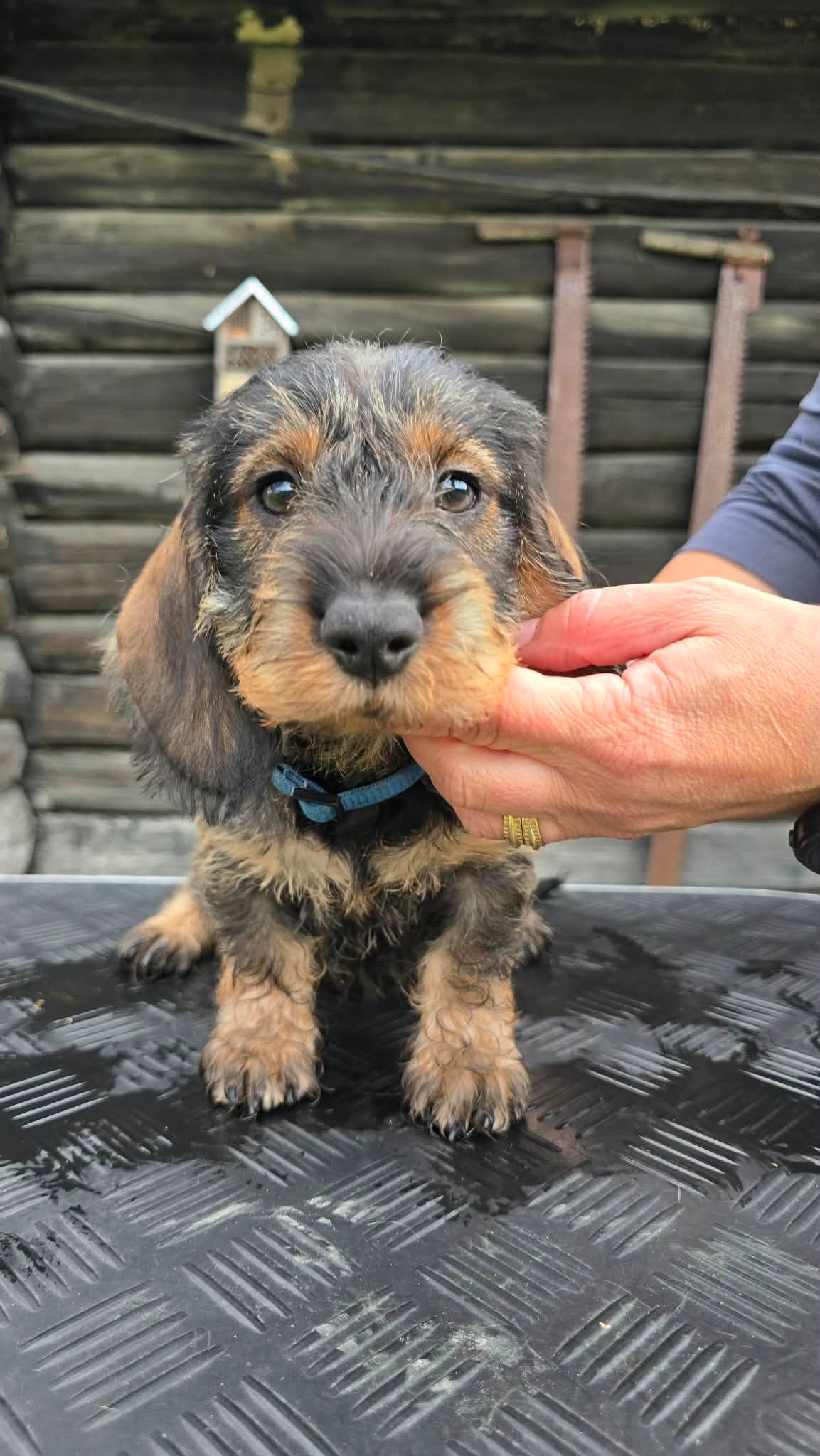 Dachshund strihåret