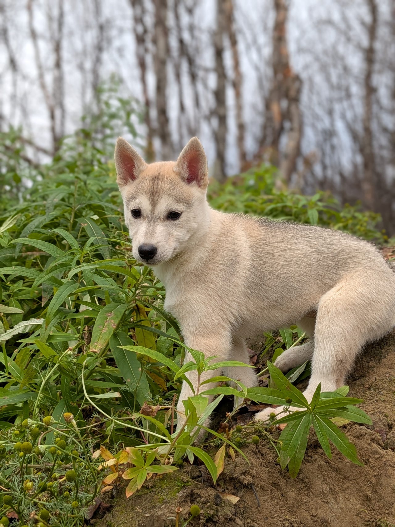 Siberian husky