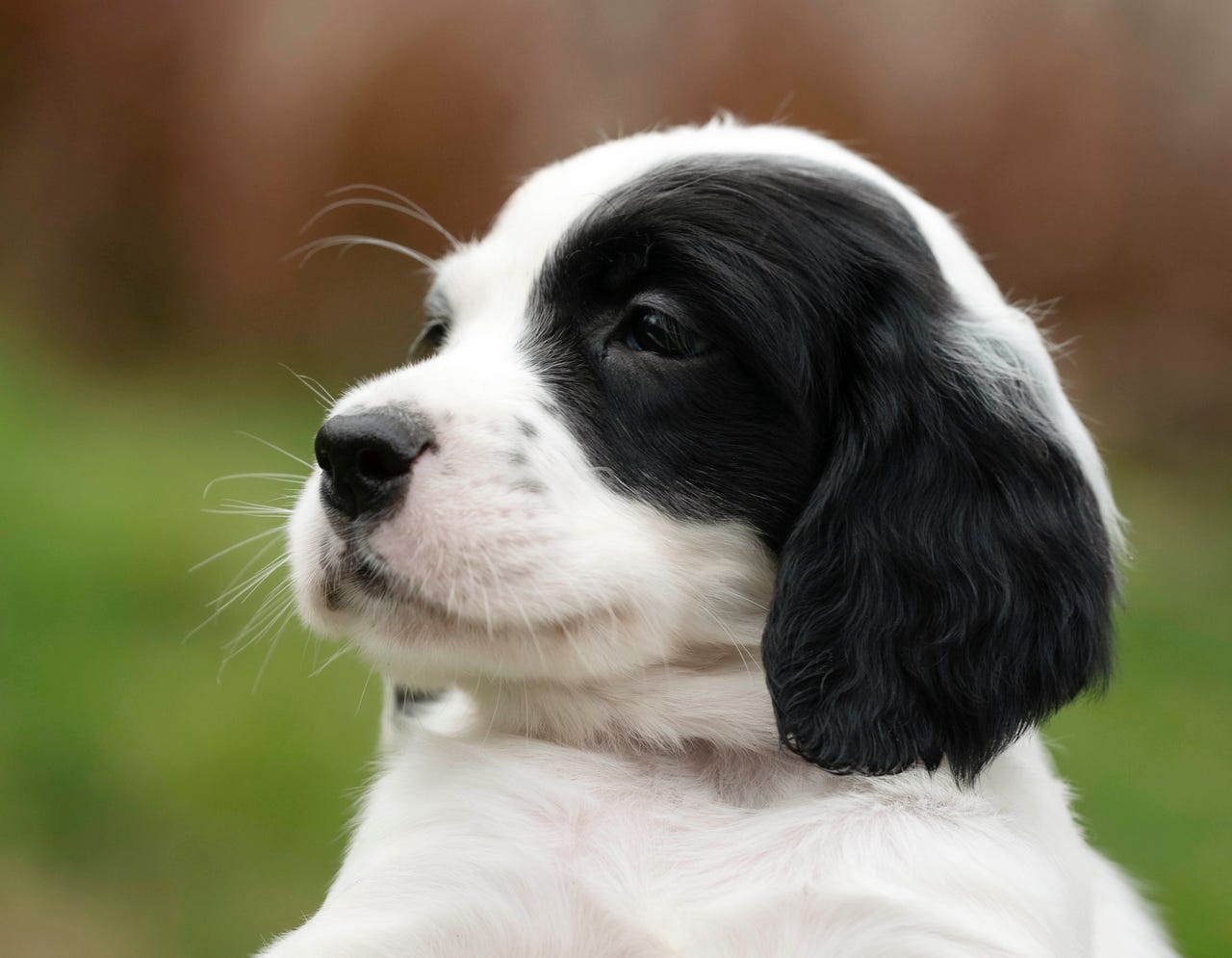 Engelsk setter