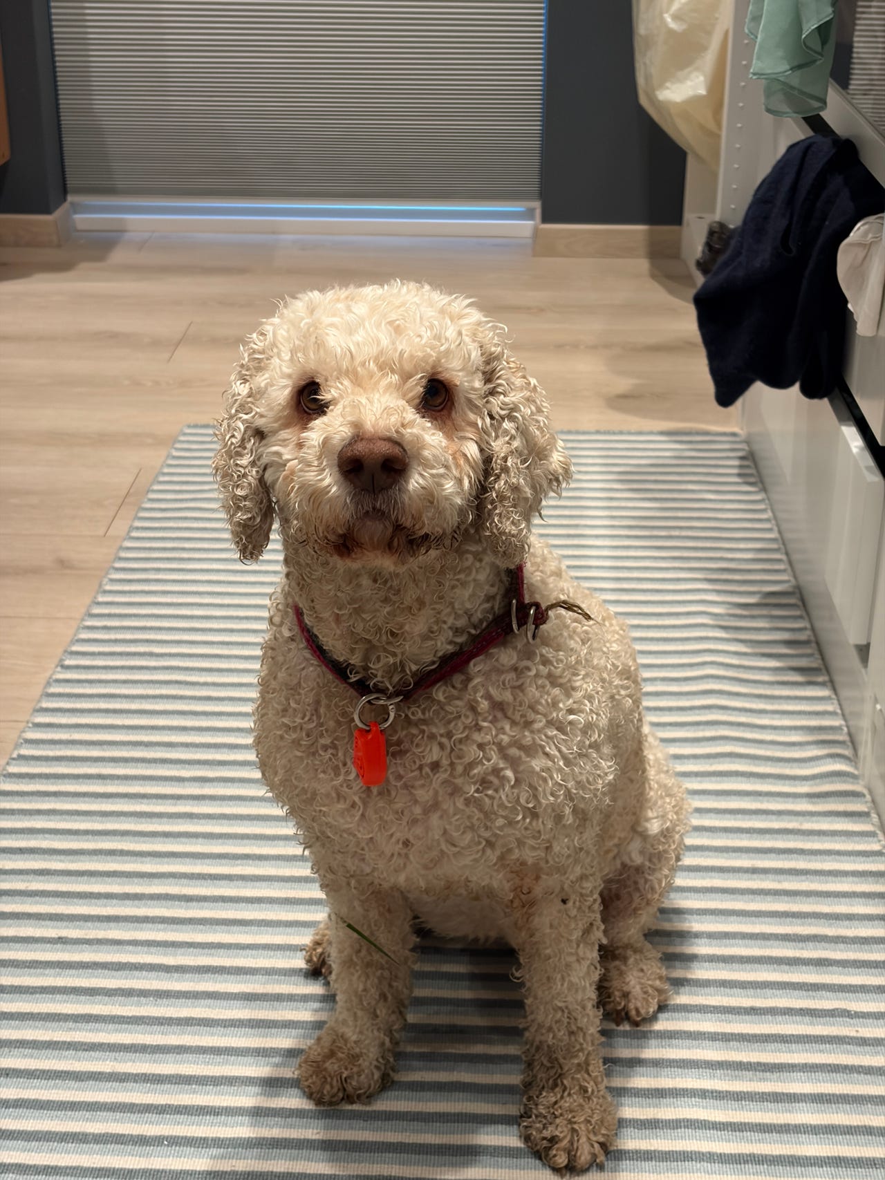 Lagotto romagnolo