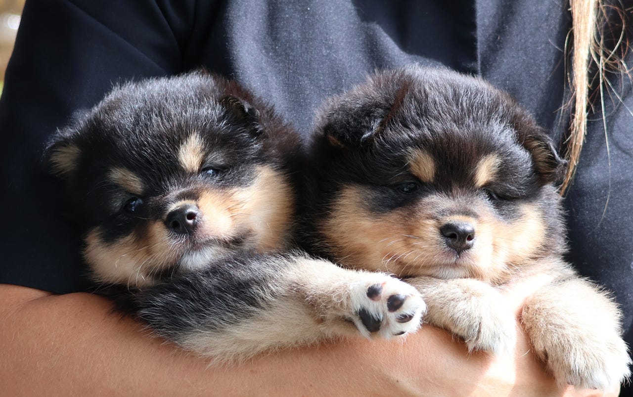 Finsk lapphund