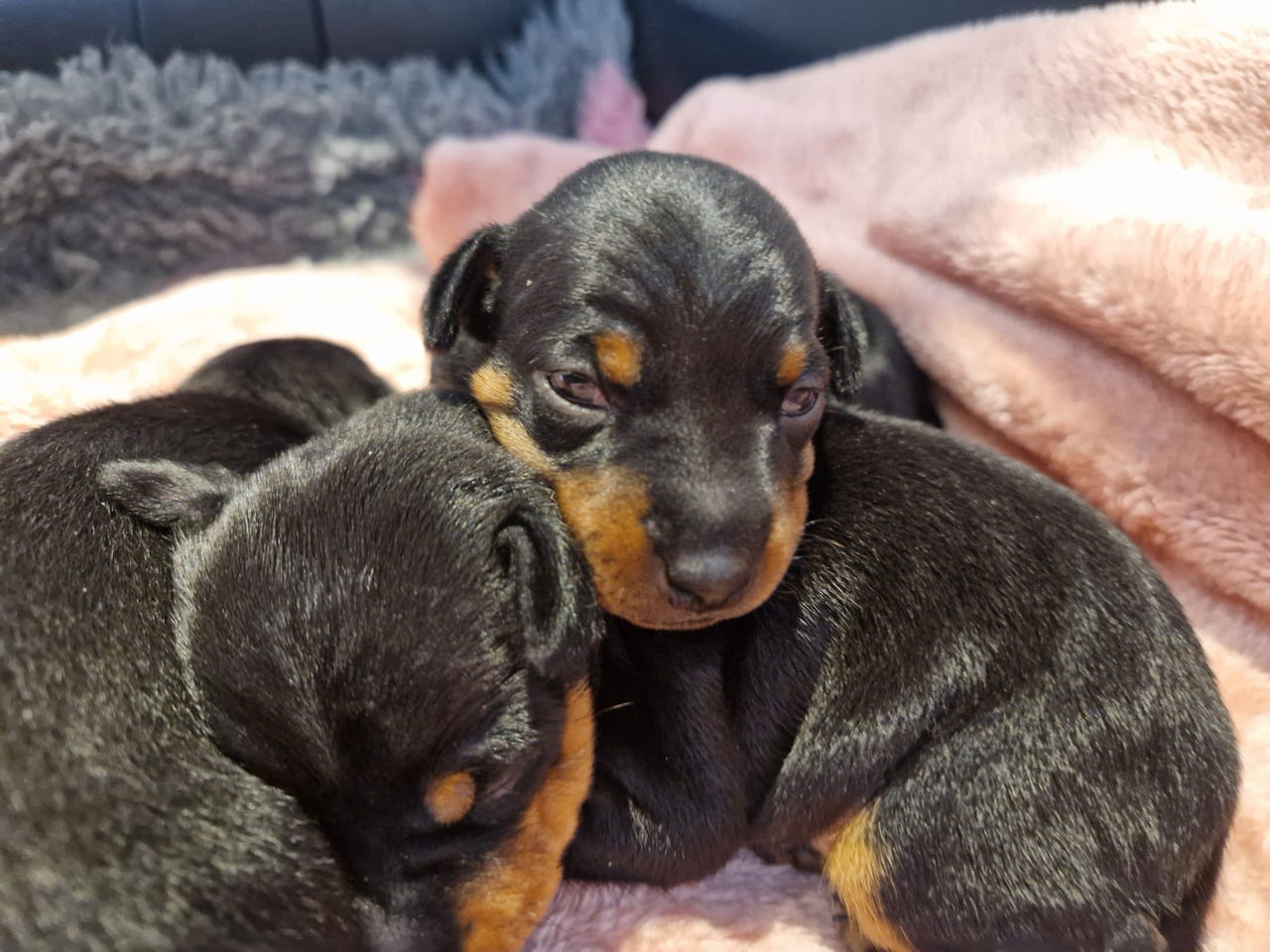 Engelsk toy terrier