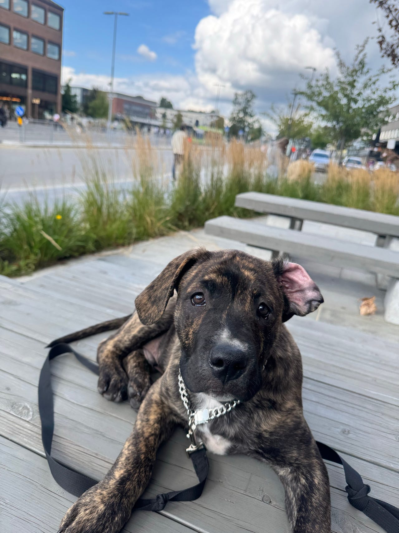 Presa canario