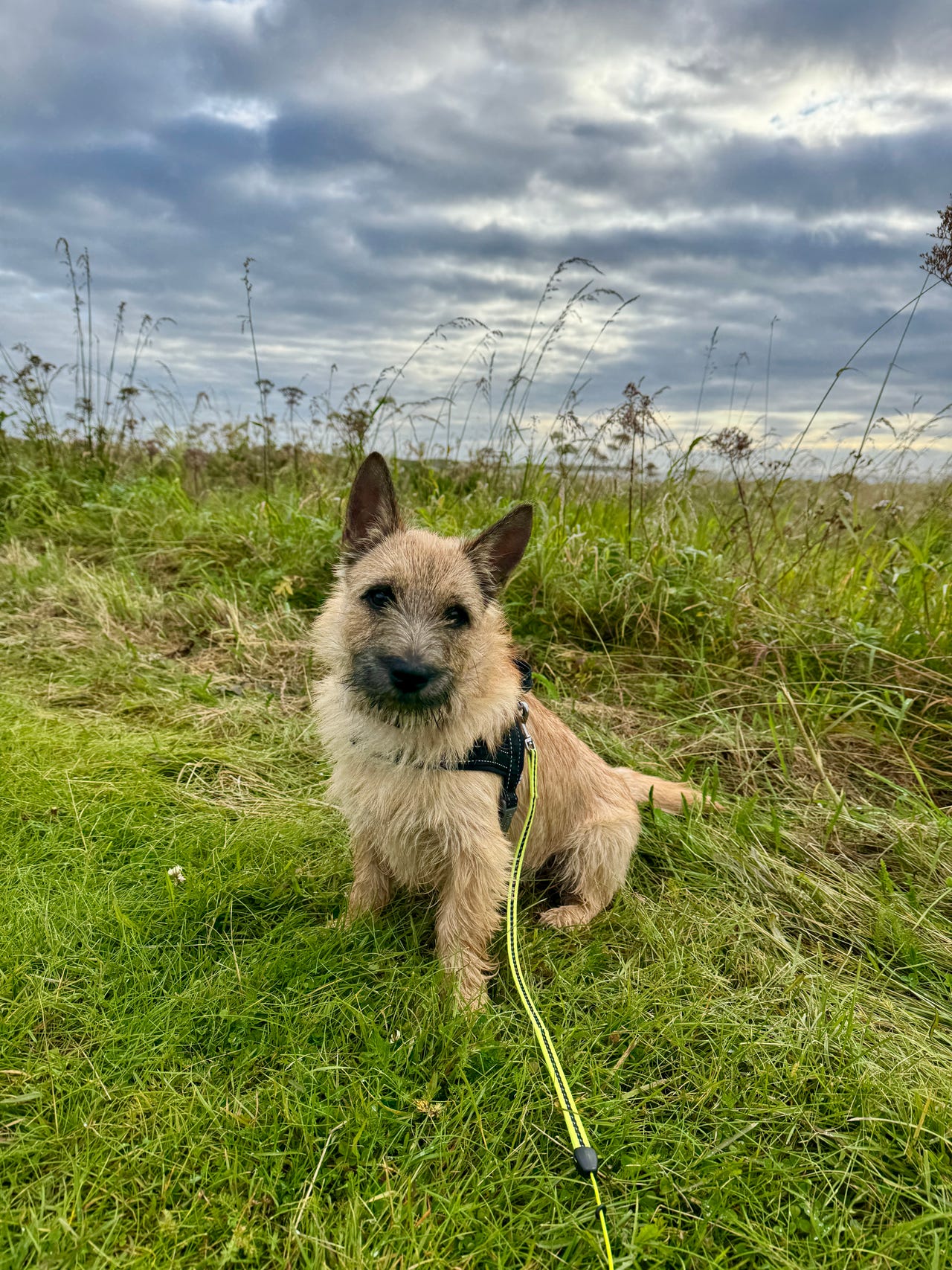 Cairn terrier