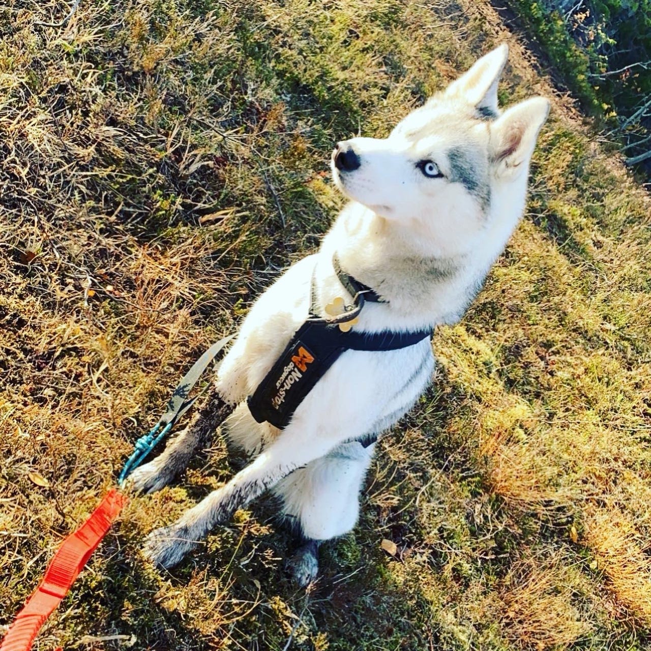 Siberian husky