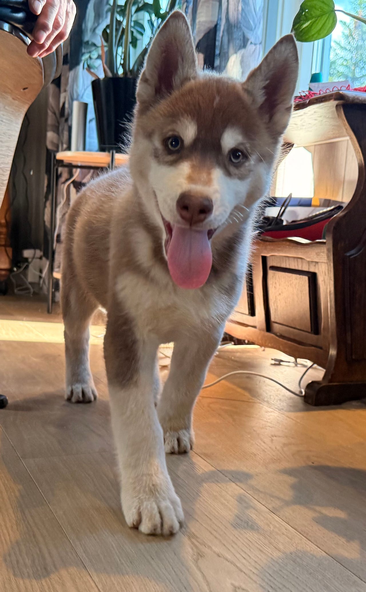 Siberian husky