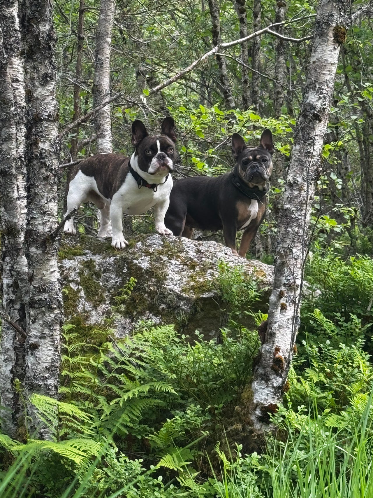 Fransk bulldog