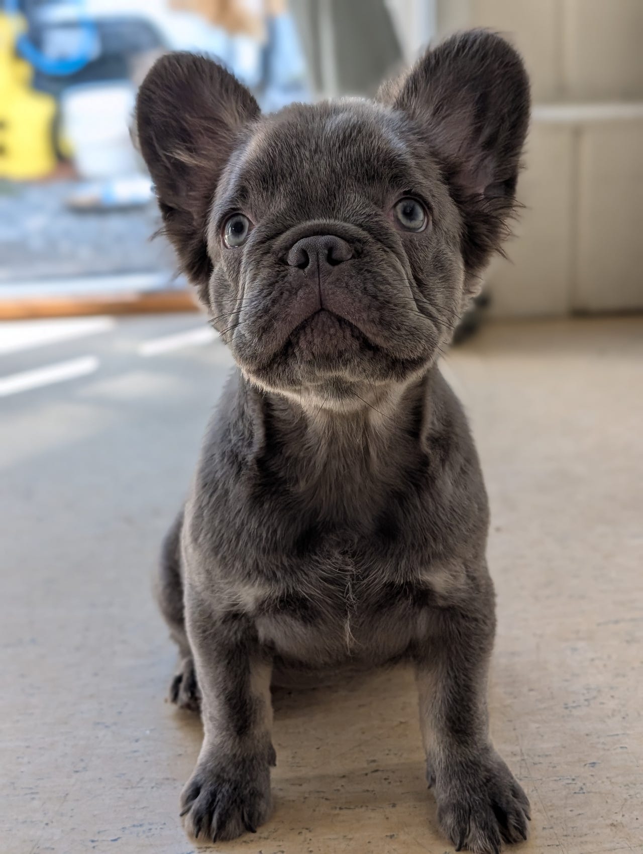 Fransk bulldog