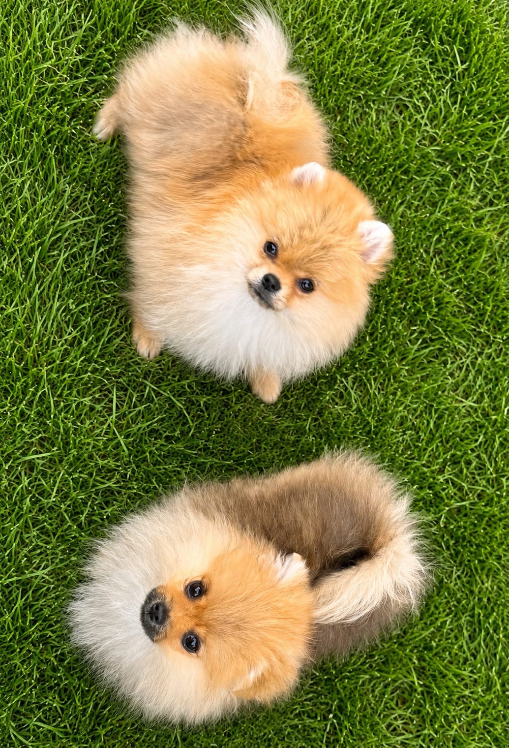 Pomeranian