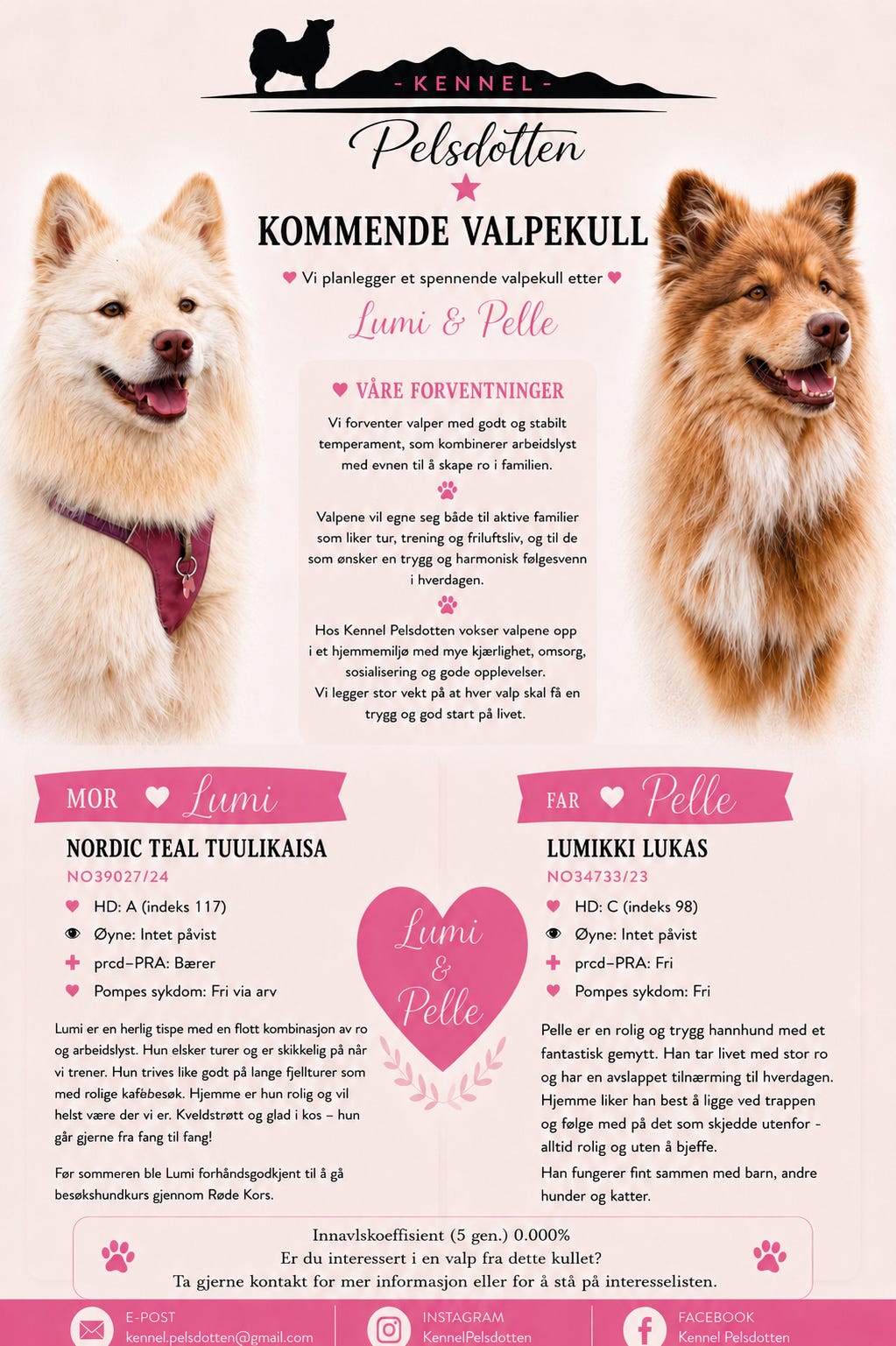 Finsk lapphund
