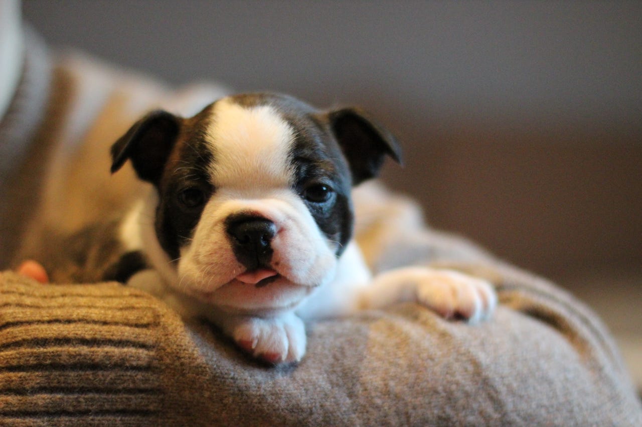 Boston terrier
