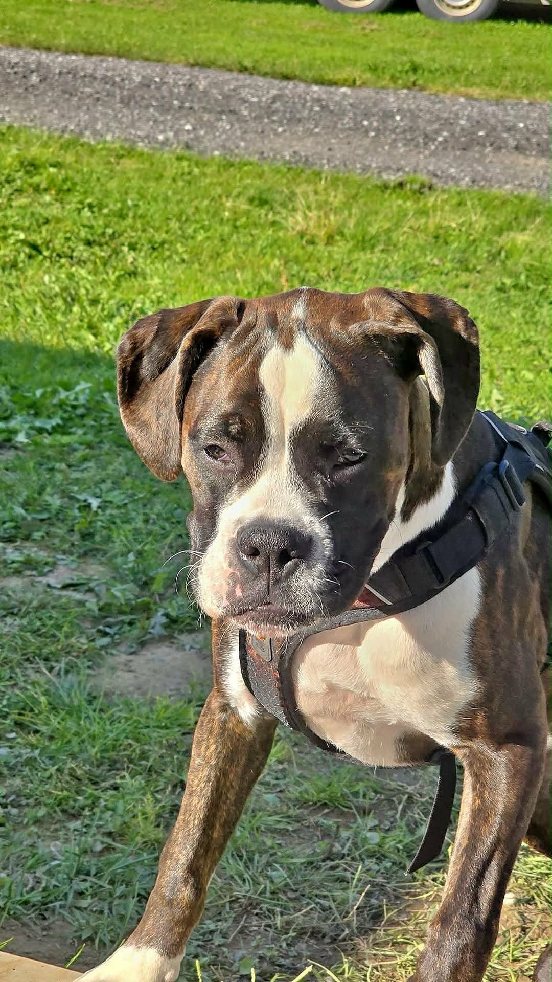 Boxer