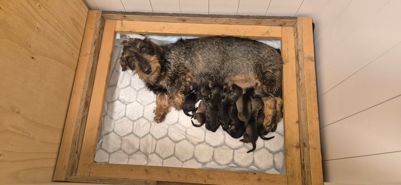 Dachshund strihåret