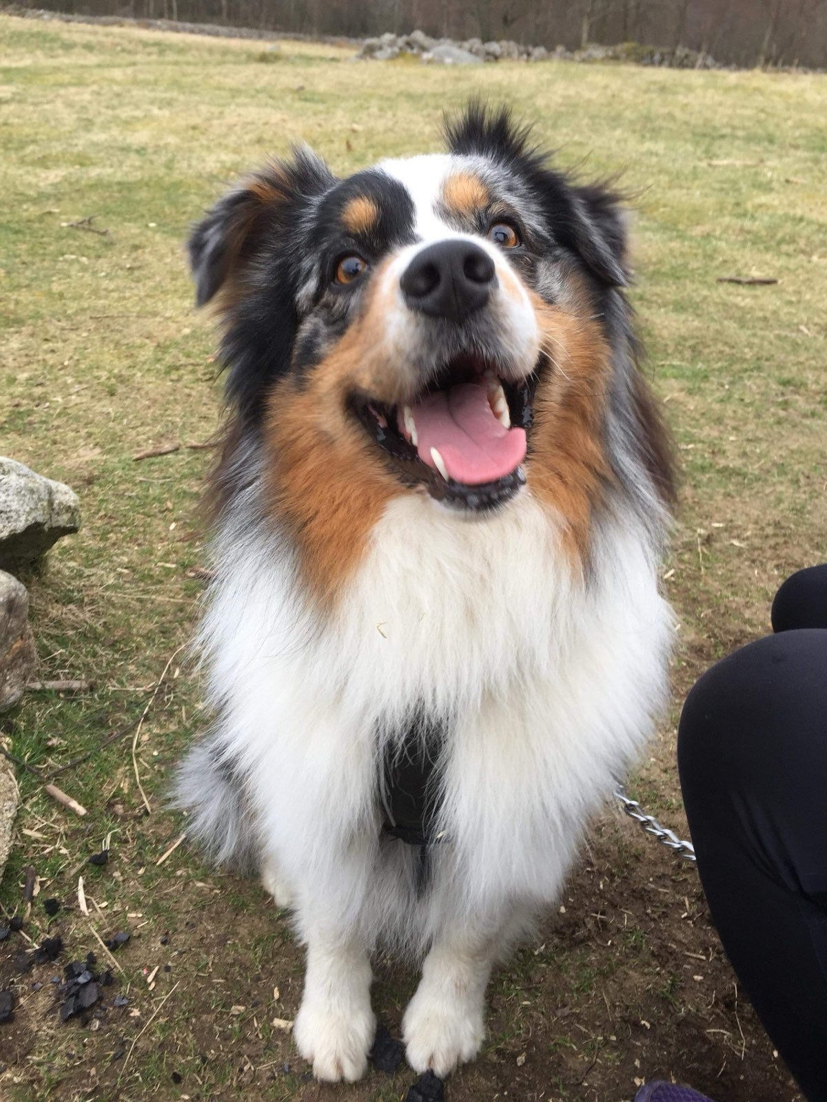Australian shepherd