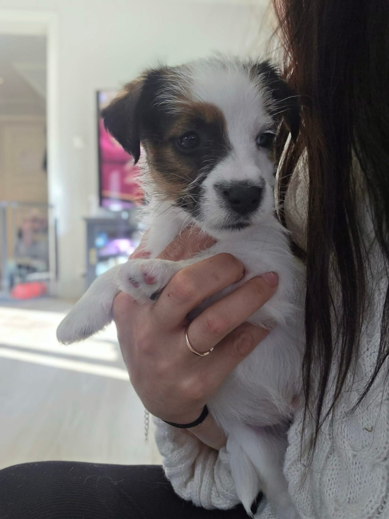 Jack russell terrier
