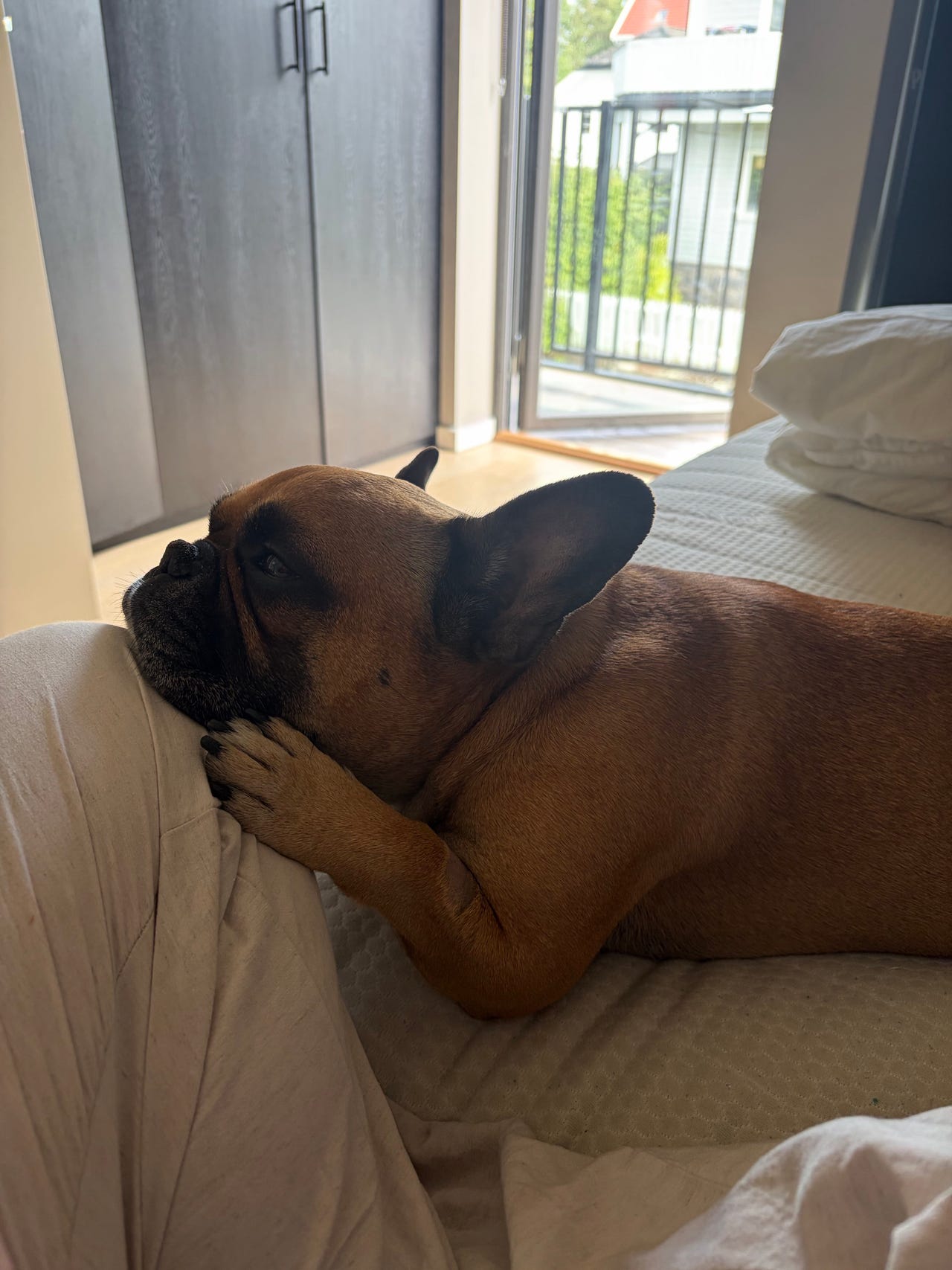 Fransk bulldog