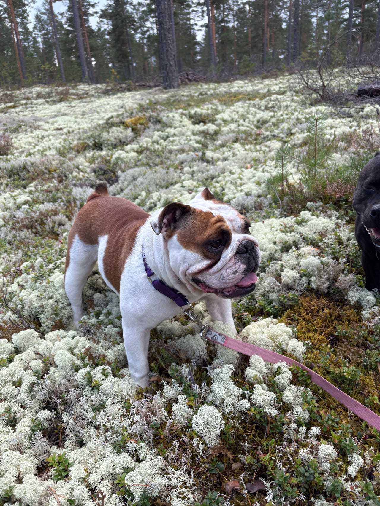 Engelsk bulldog