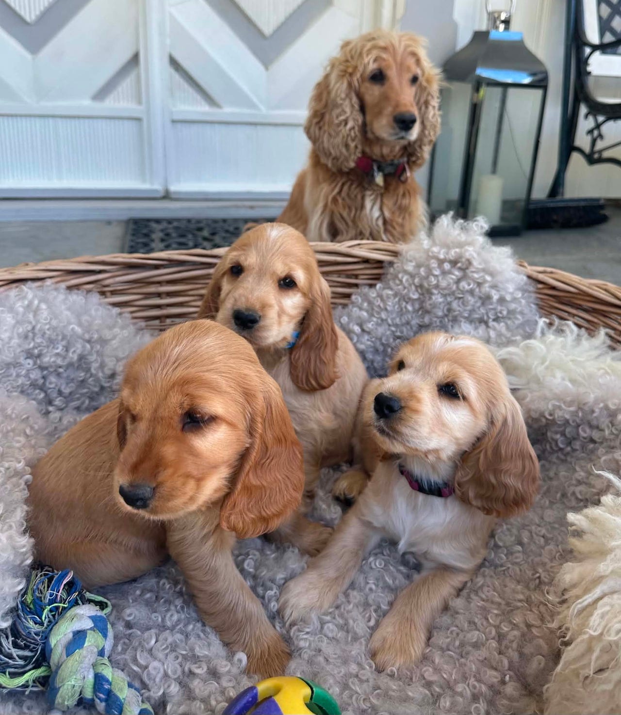 Cocker spaniel