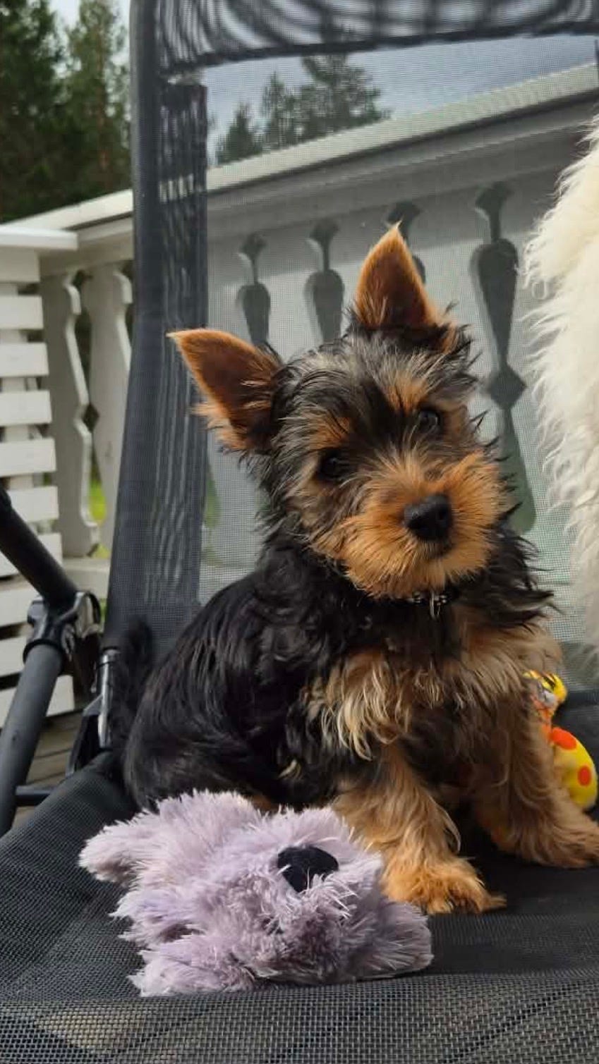 Silky terrier