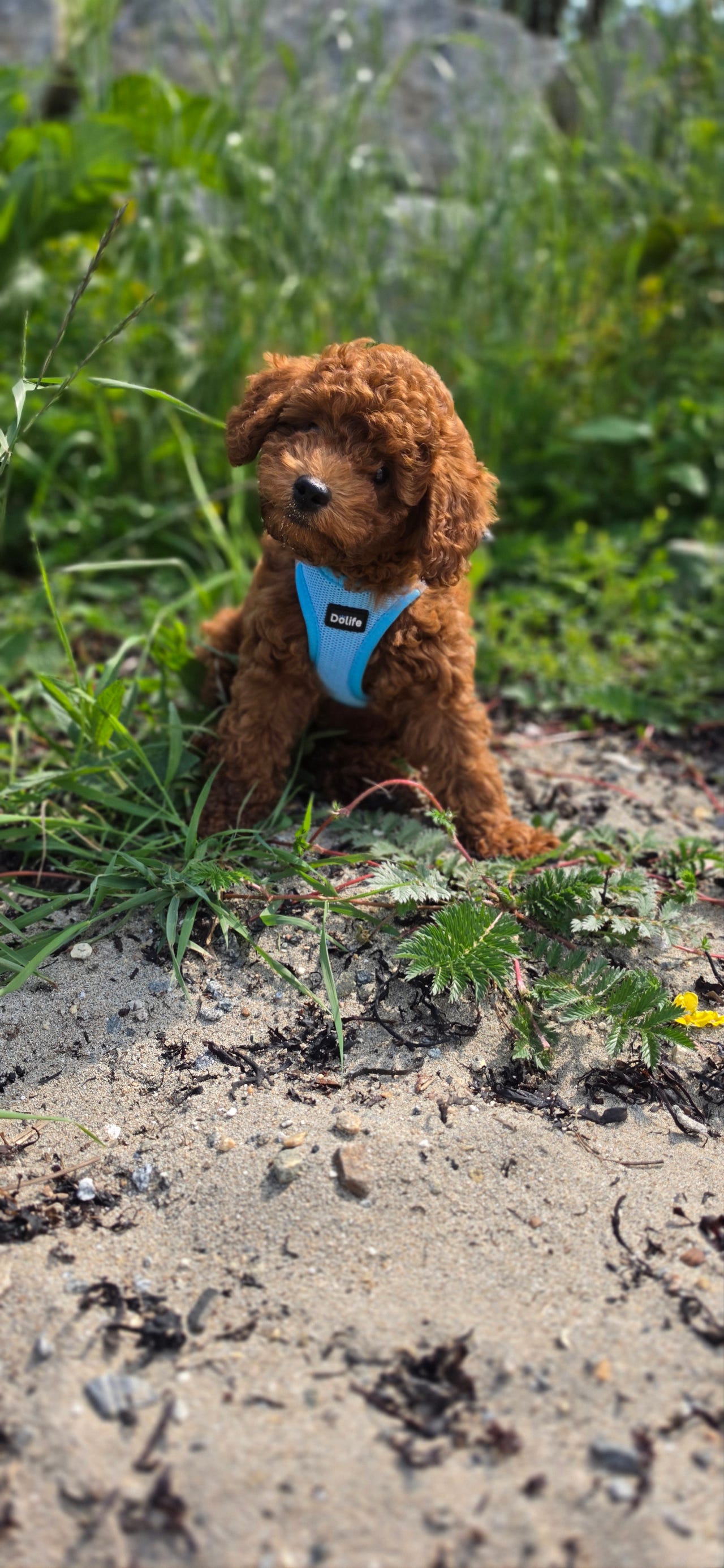 Toy puddel