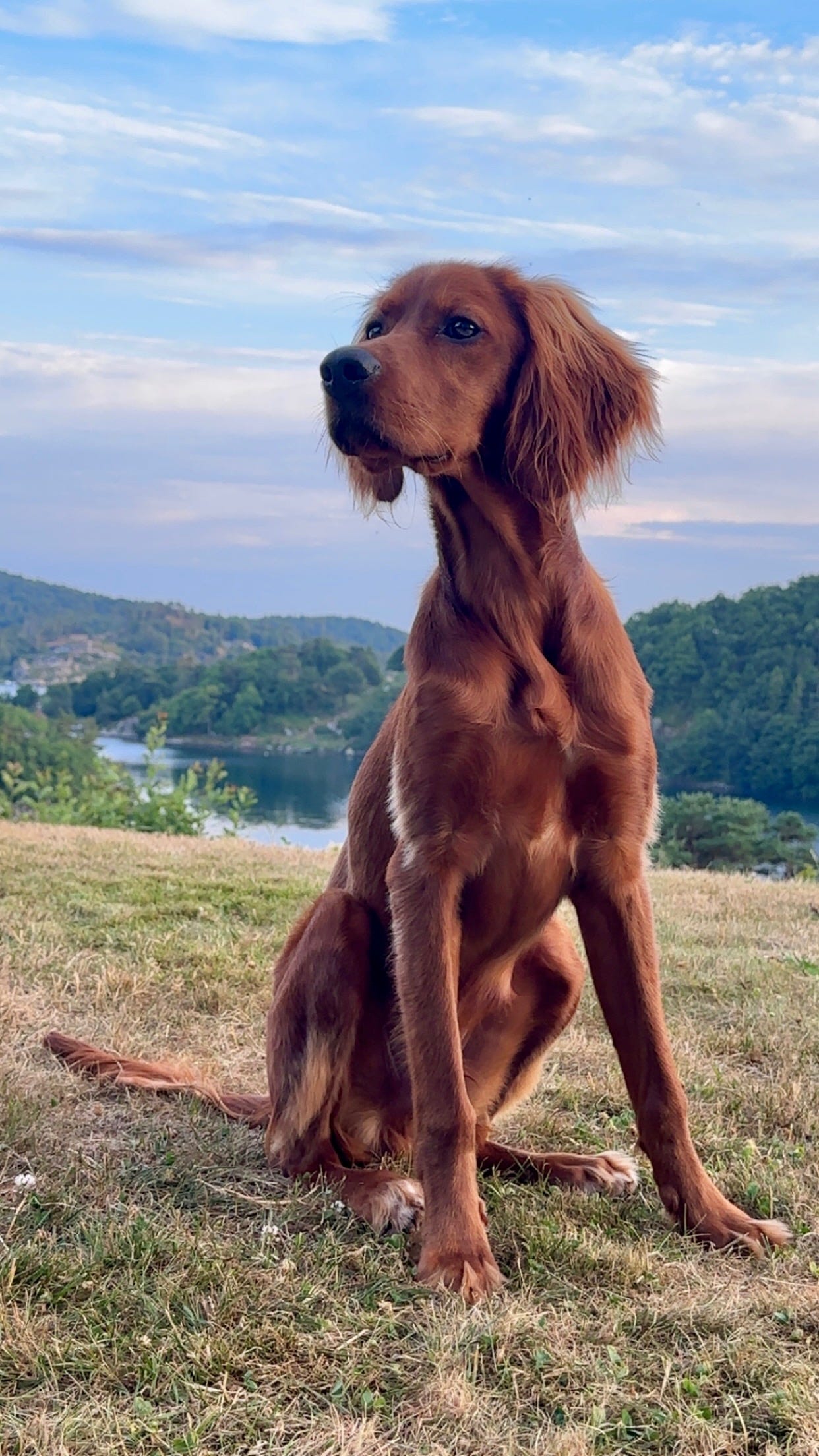 Irsk setter
