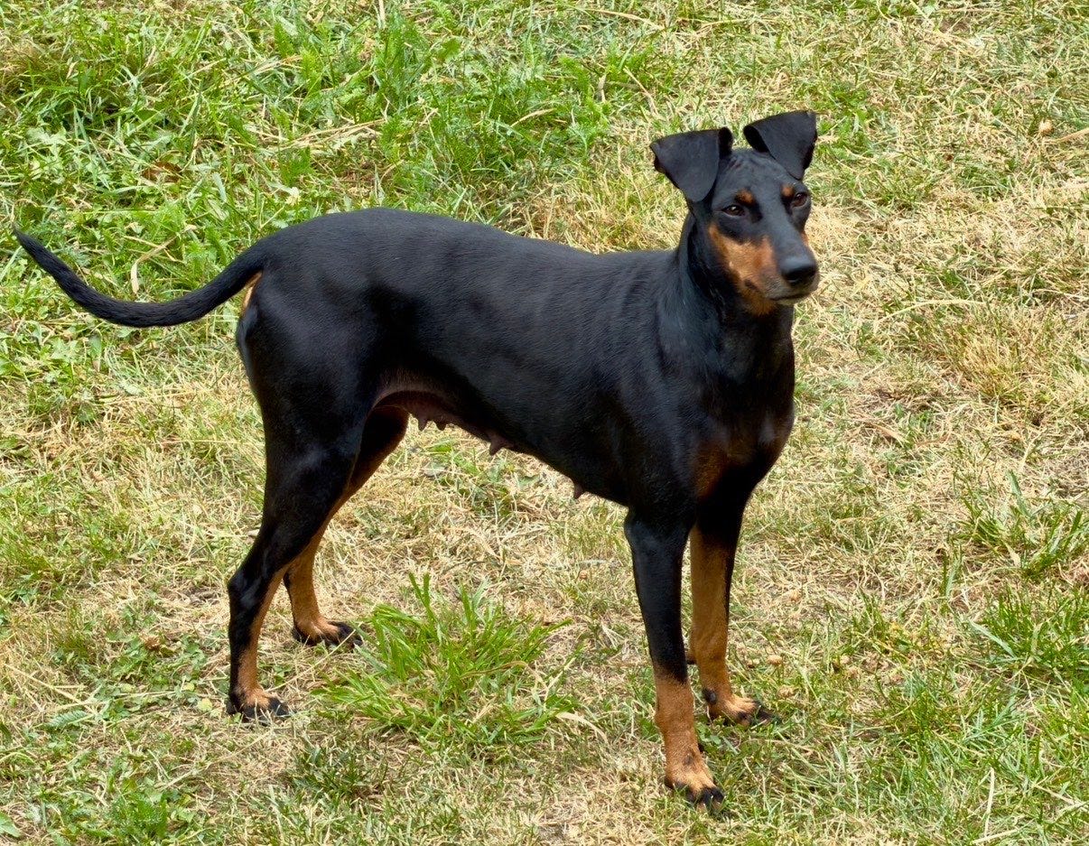 Manchester terrier