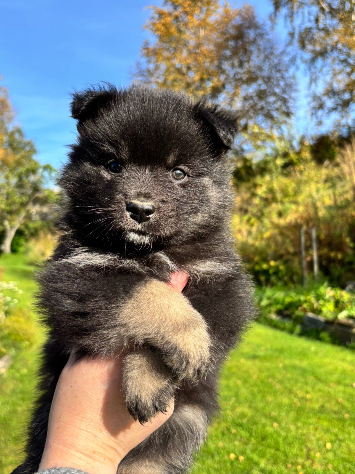 Finsk lapphund