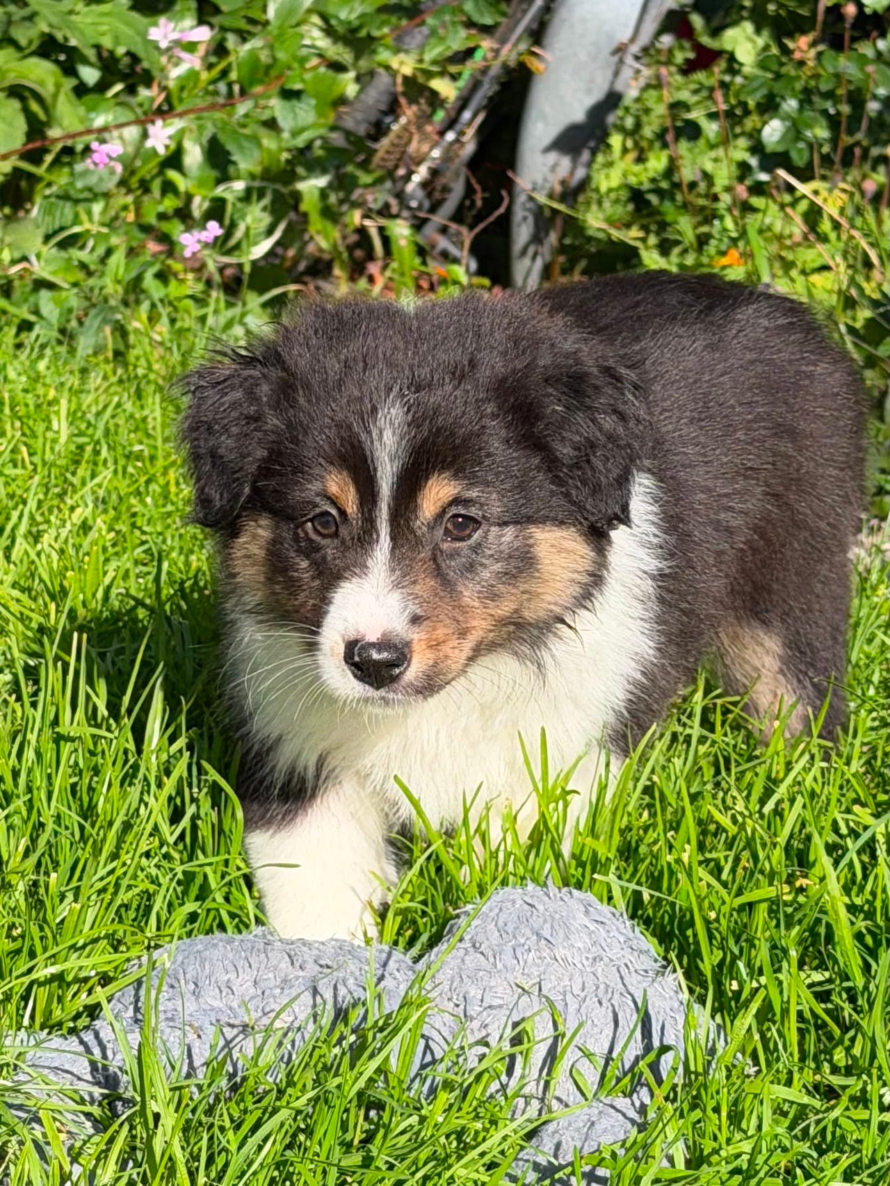 Australian shepherd