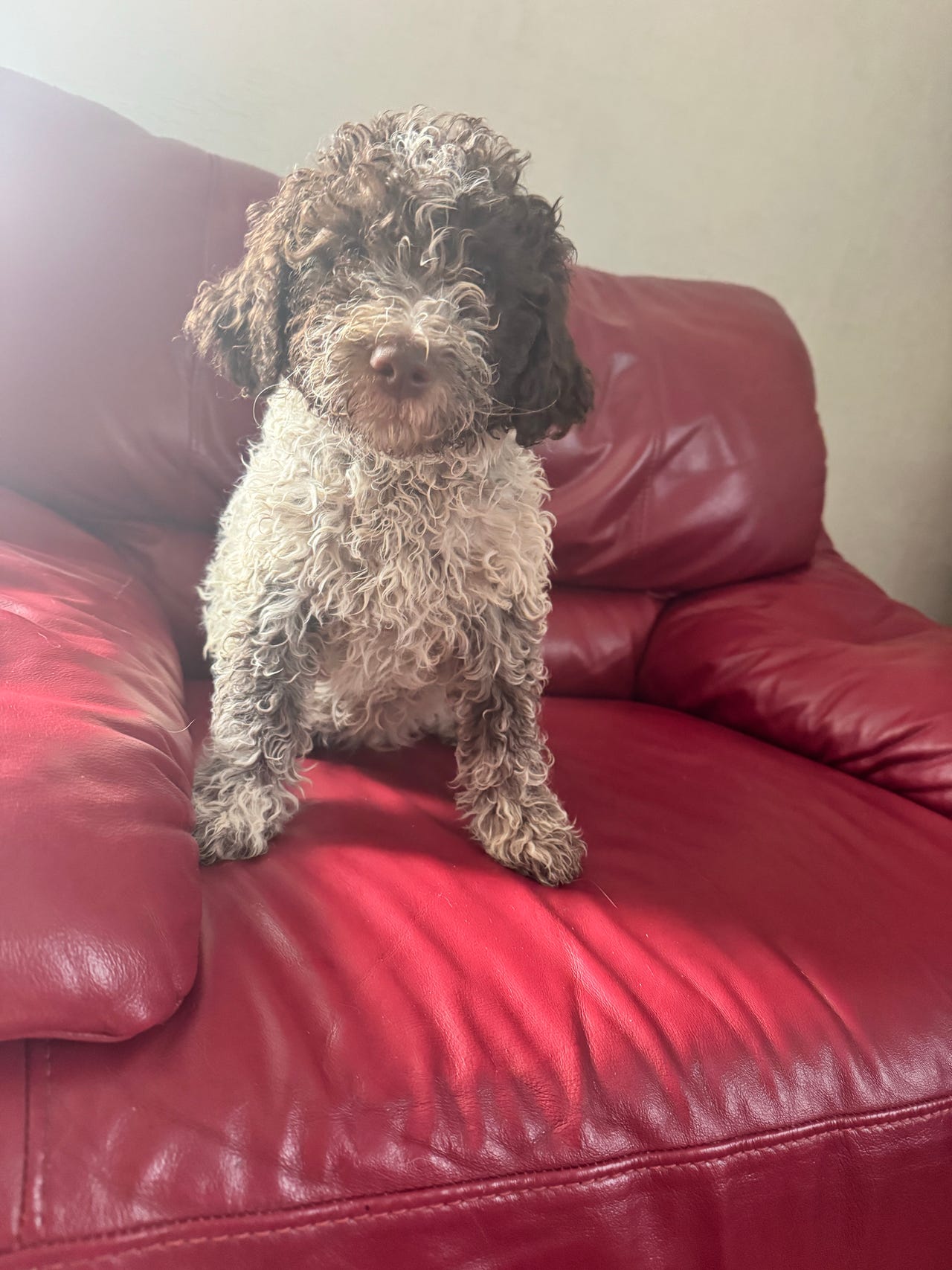 Lagotto romagnolo