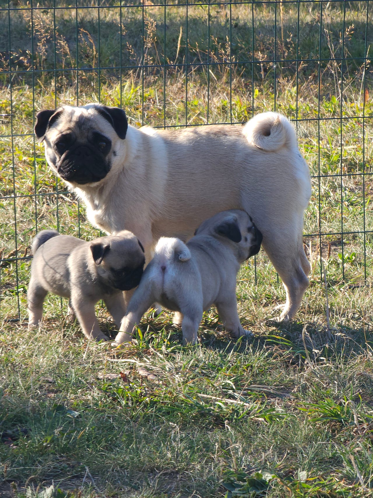Mops