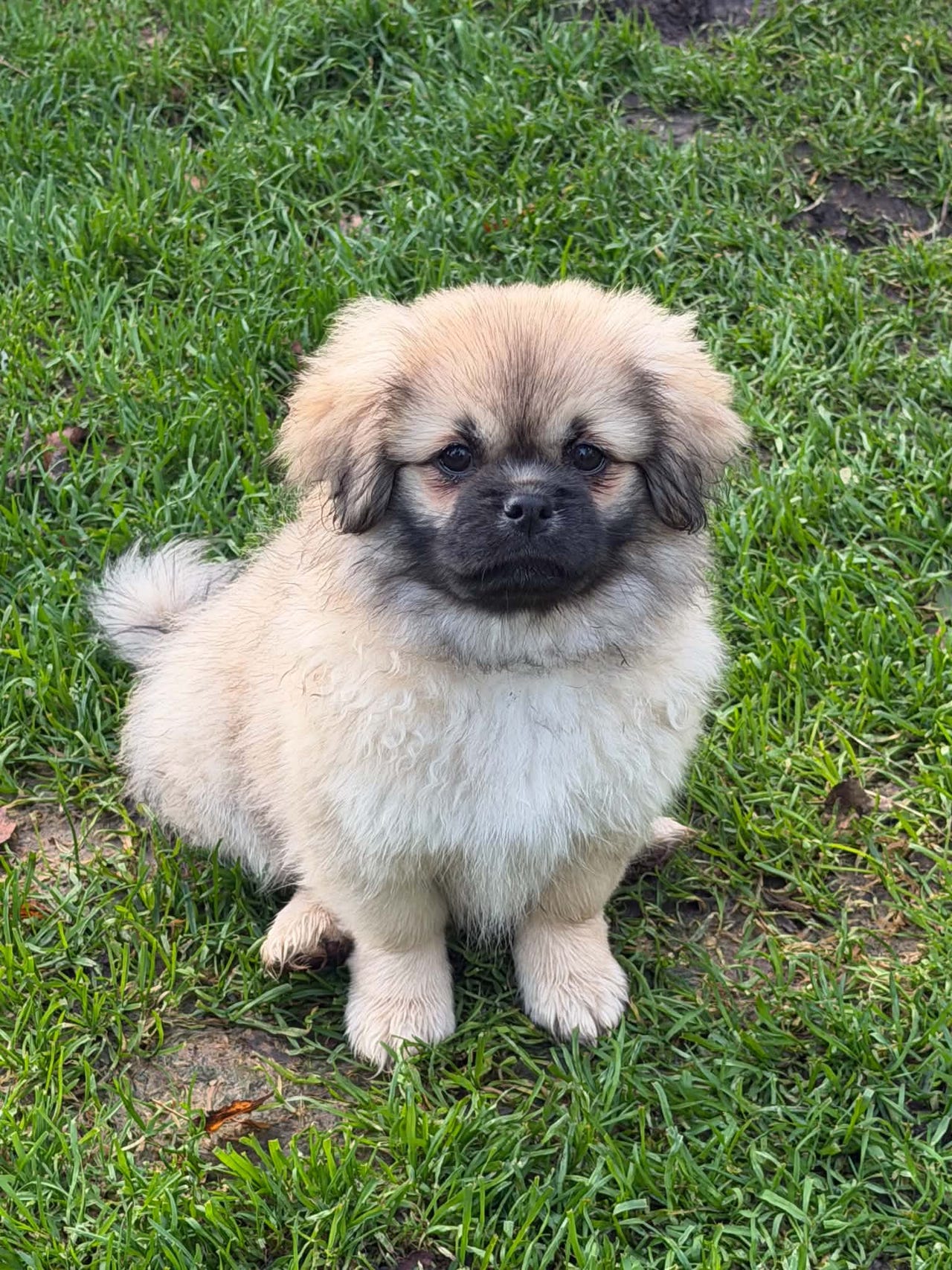 Tibetansk spaniel