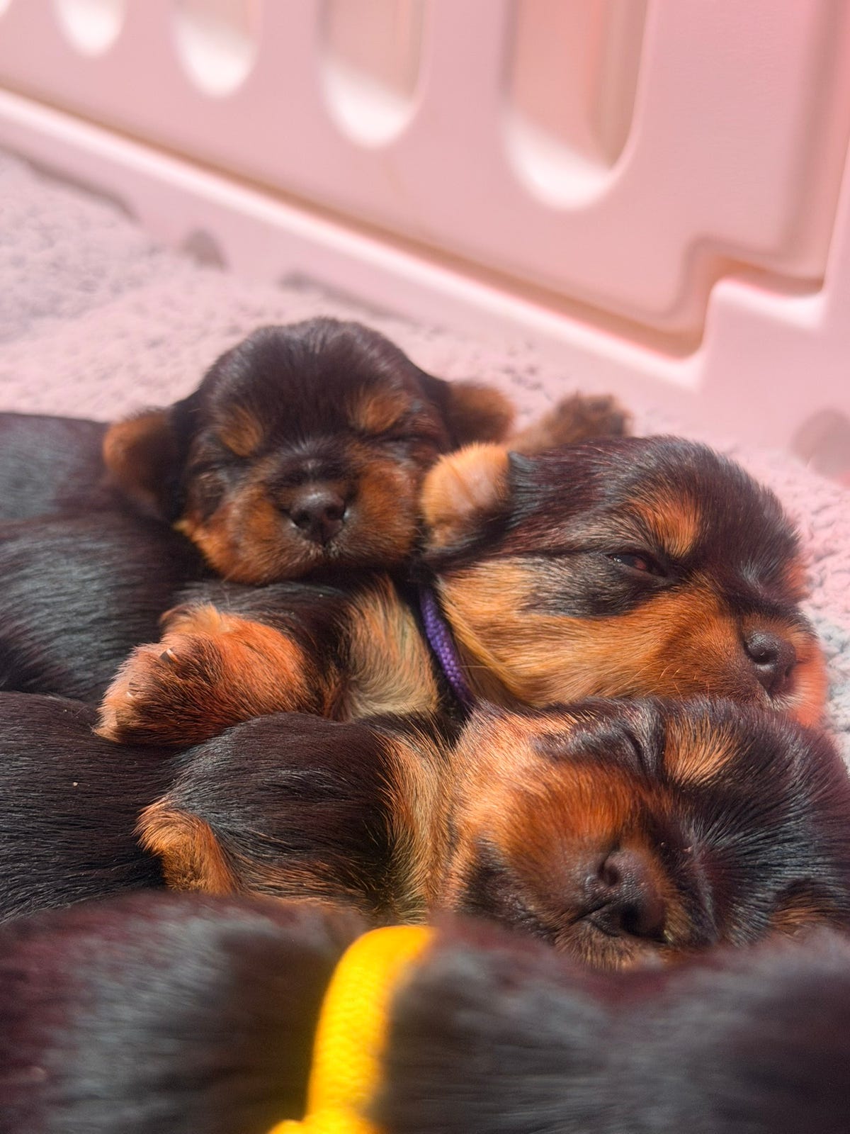 Yorkshire terrier