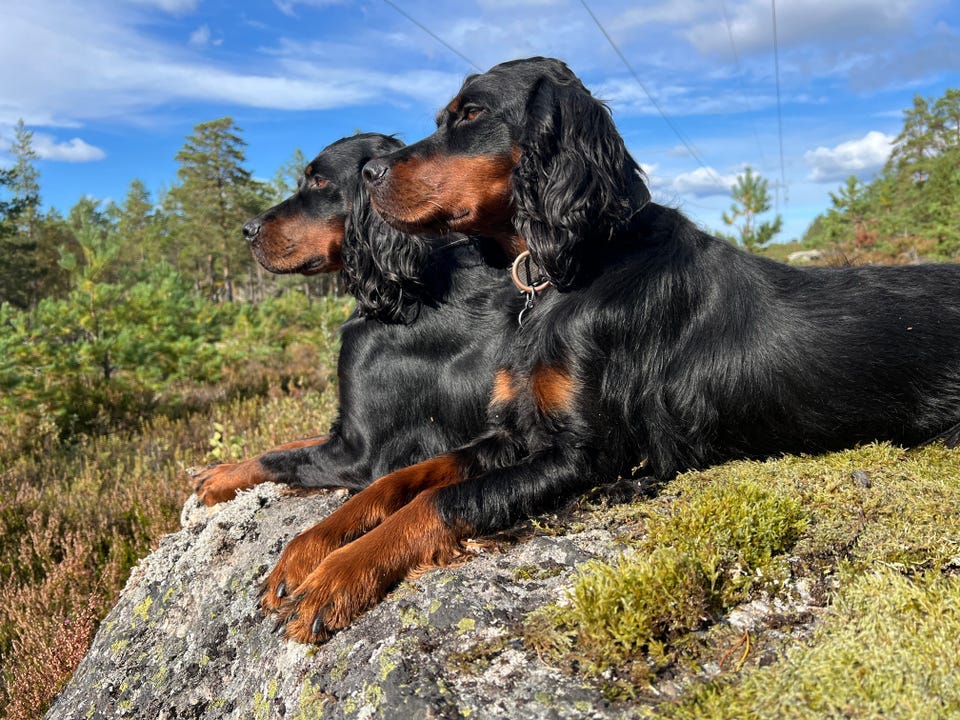 Gordon setter
