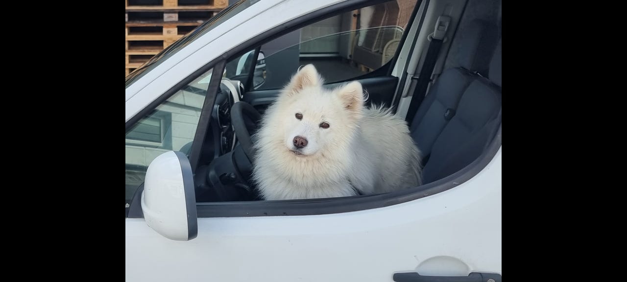 Samojedhund