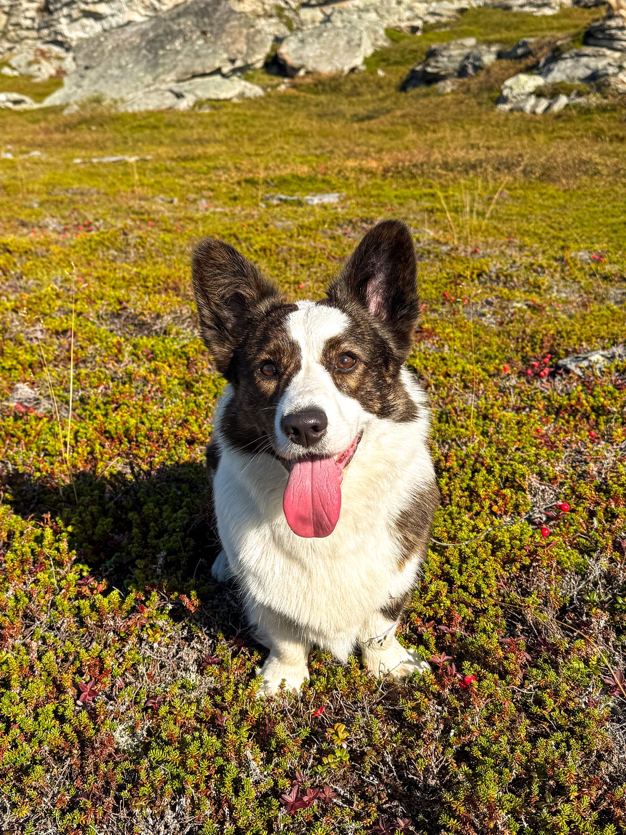 Welsh corgi cardigan