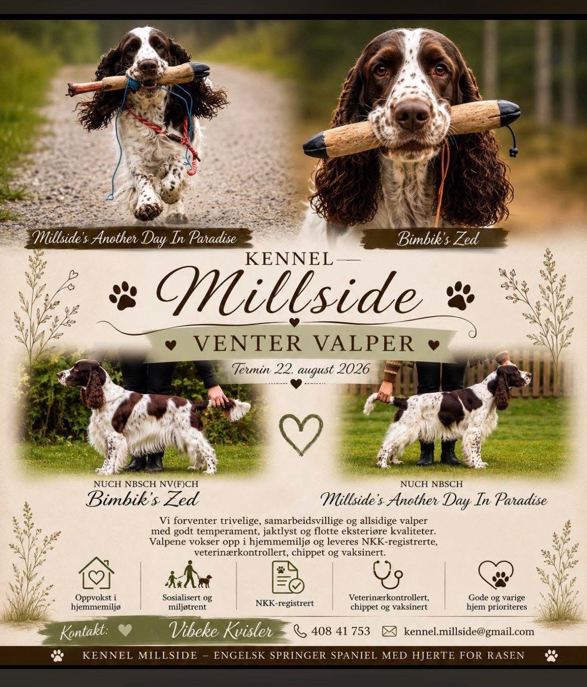 Engelsk springer spaniel