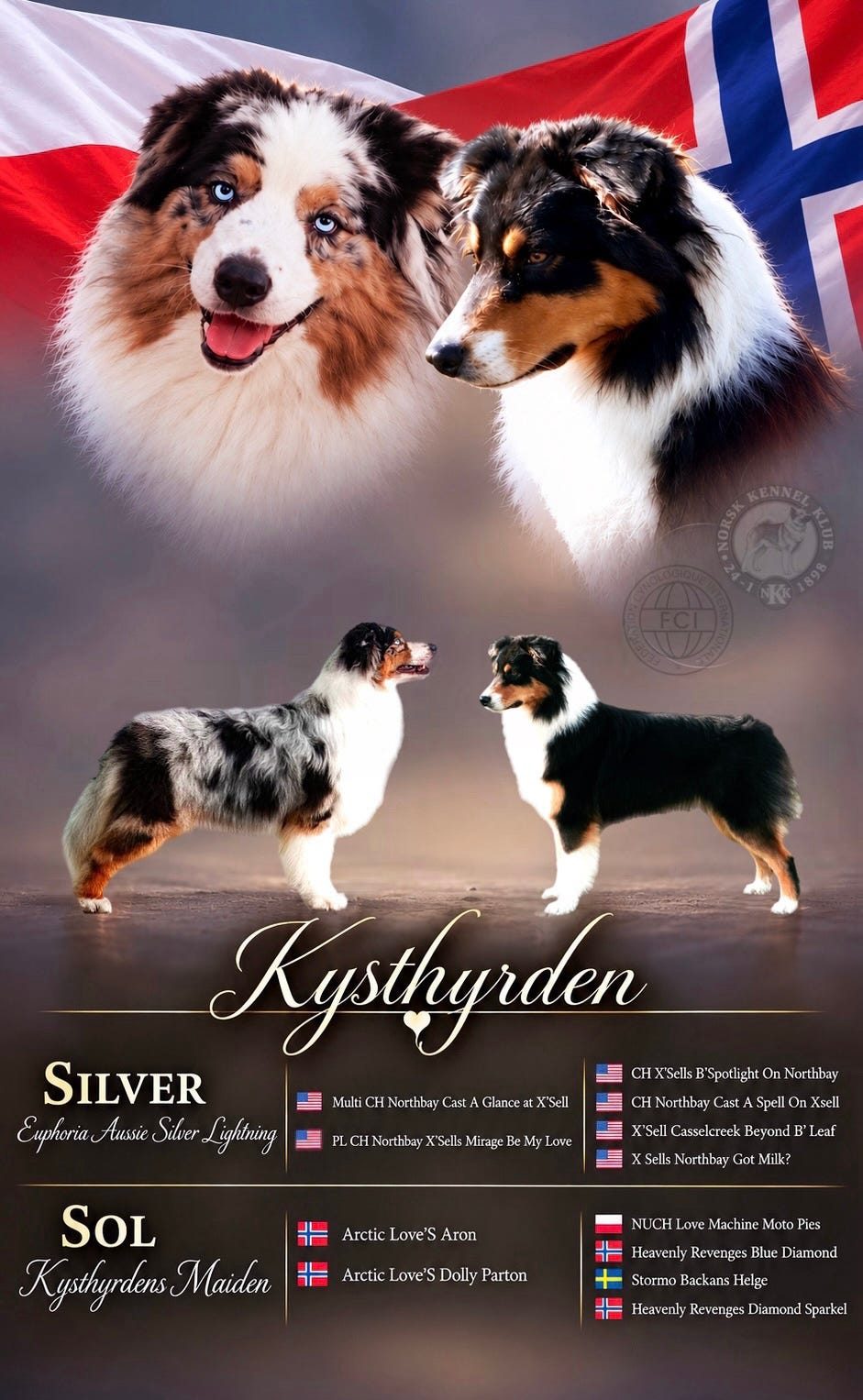 Australian shepherd