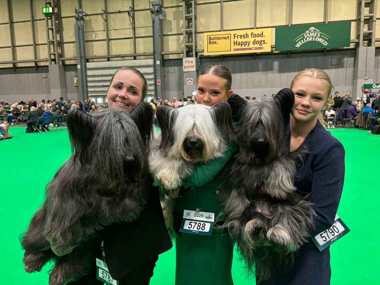 Skye terrier