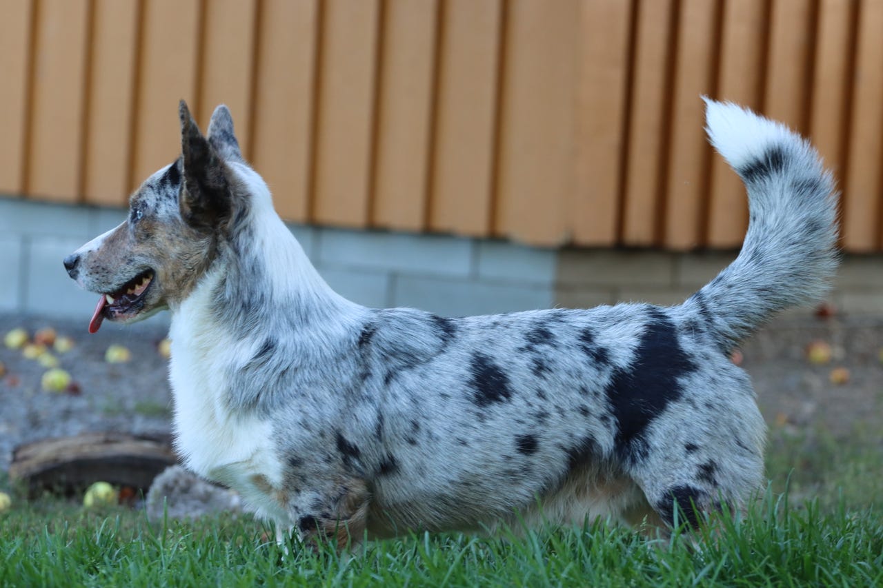 Welsh corgi cardigan