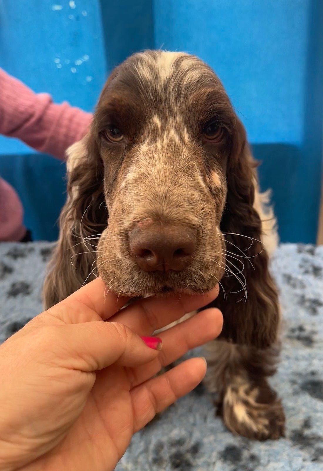 Cocker spaniel