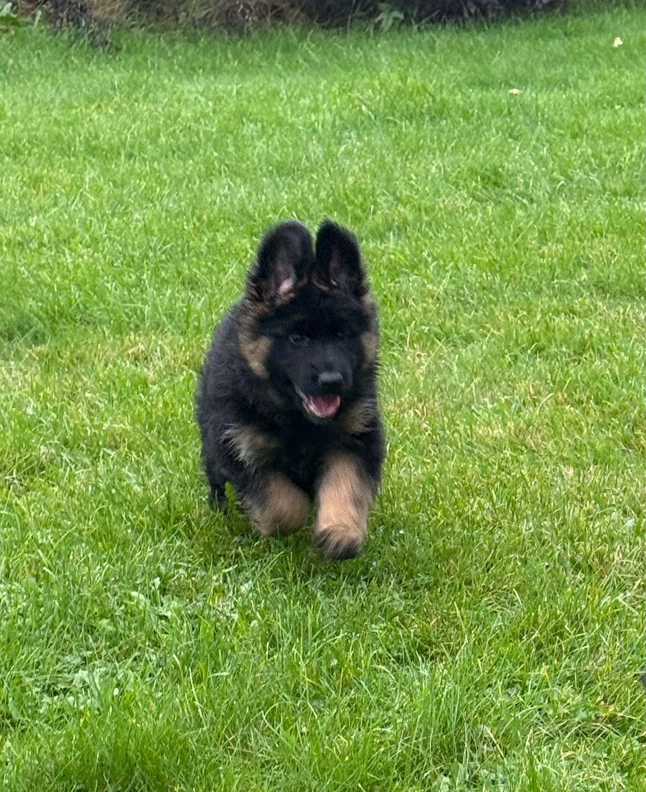 Schäferhund langhår